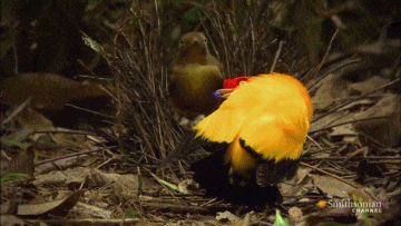 动物也疯狂：盘点动物交配时的奇怪性癖好