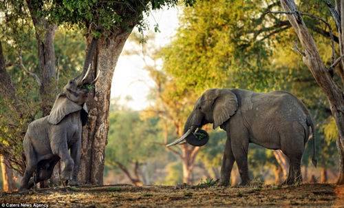 动物界十大谣传趣闻