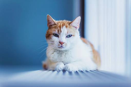 摄影师Felicity Berkleef清新大气的猫咪摄影