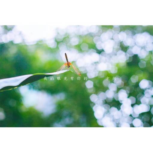 小清新风格的日系lomo风光摄影