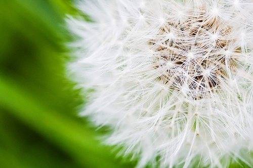 蒲公英图片
