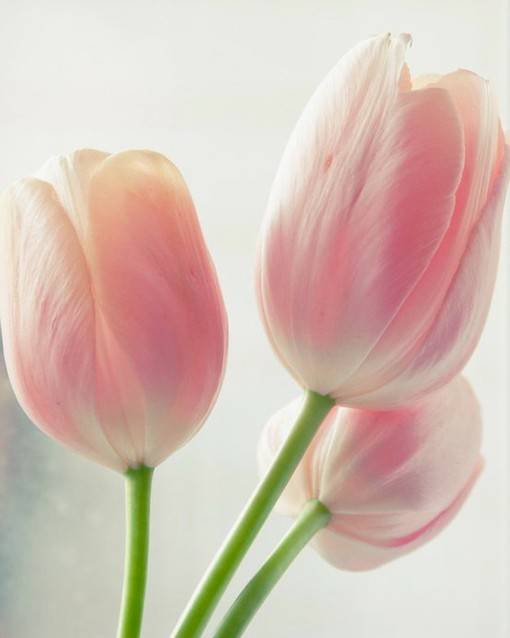 优雅与高贵的象征，好看的郁金香唯美图片