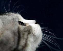 一男一女情侣卡通漫画微信头像