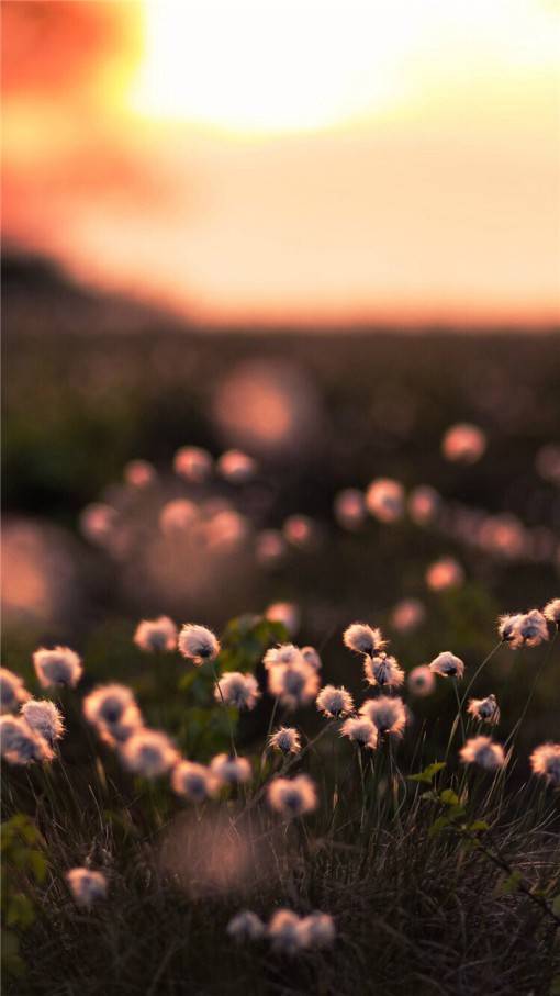 唯美视觉感的花花草草小清新竖图