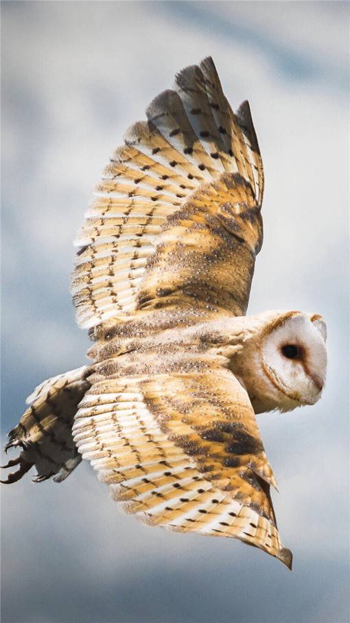 唯美高清的萌系猫头鹰动物图片