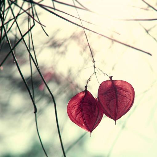 红色心形树叶小清新图片