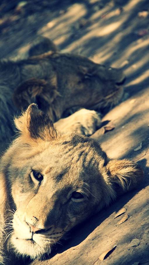 唯美高清的萌系狮子动物图片