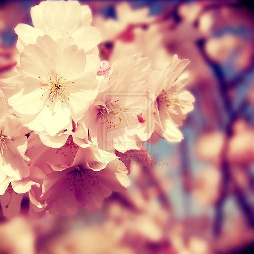 粉红色花朵小清新图片