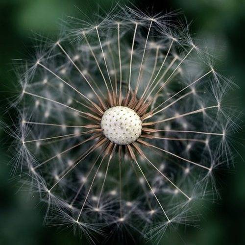 蒲公英图片