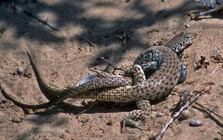 动物也疯狂：盘点动物交配时的奇怪性癖好