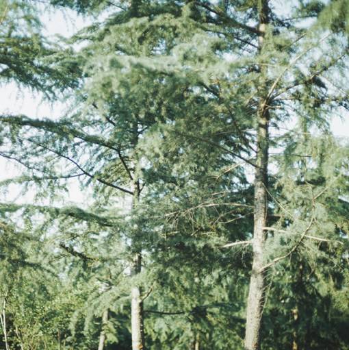 沁人心脾的清新系唯美胶片摄影美图