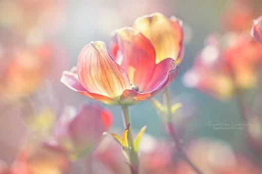 大光圈景深下的唯美花朵风光摄影作品