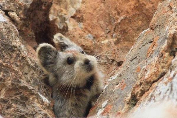 伊犁鼠兔：苦寻20年的国产泰迪脸小萌物