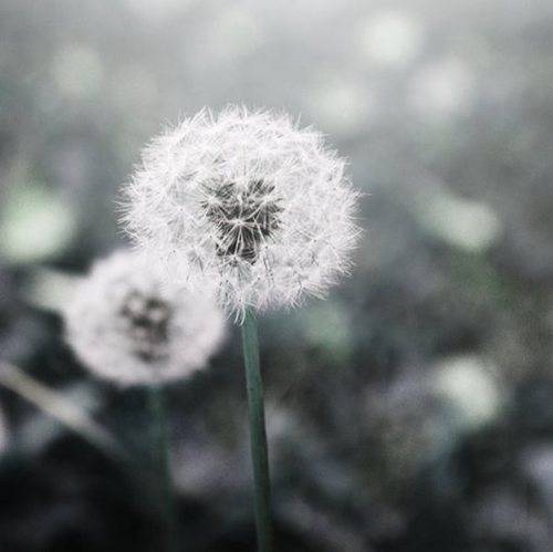 蒲公英图片