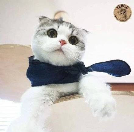 满脸无辜的萌系猫咪微信头像