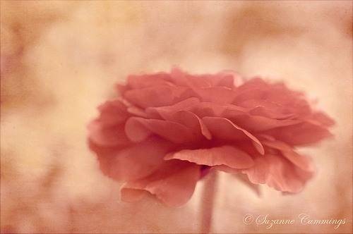 日系小清新图片