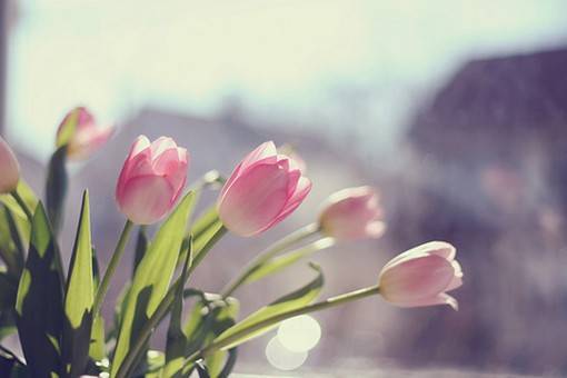 优雅与高贵的象征，好看的郁金香唯美图片