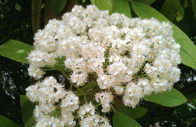 无聊一刻：石楠花开了，满街弥漫着浓浓的精液味儿