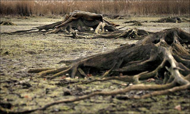 隐藏的彩绘少女：令人震惊的伪装人体艺术[24P]