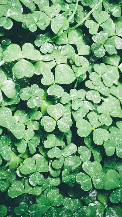 唯美视觉感的花花草草小清新竖图