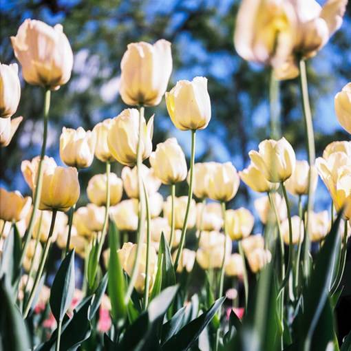 盛夏光年之中的花海_唯美花朵摄影