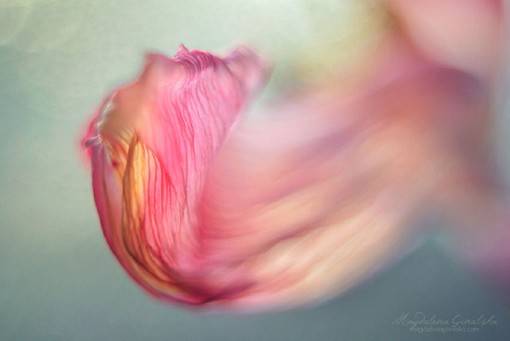 大光圈景深下的唯美花朵风光摄影作品