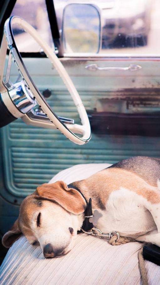 唯美高清的萌系狗狗动物图片