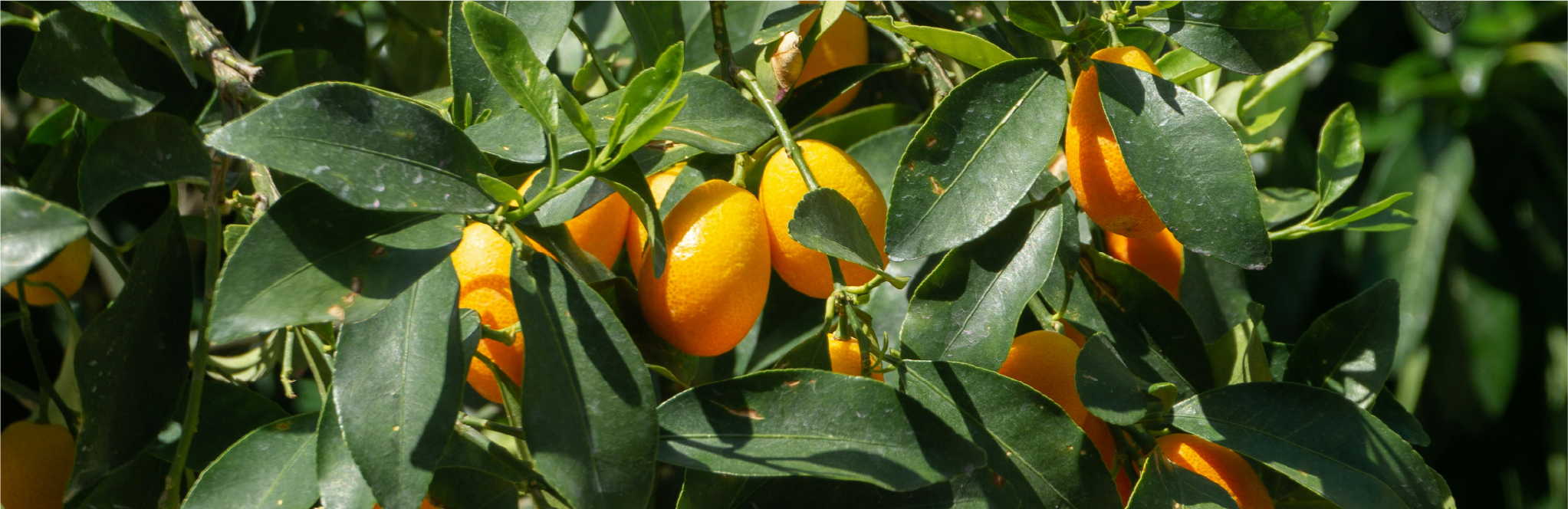 Perle di Sole_image_1