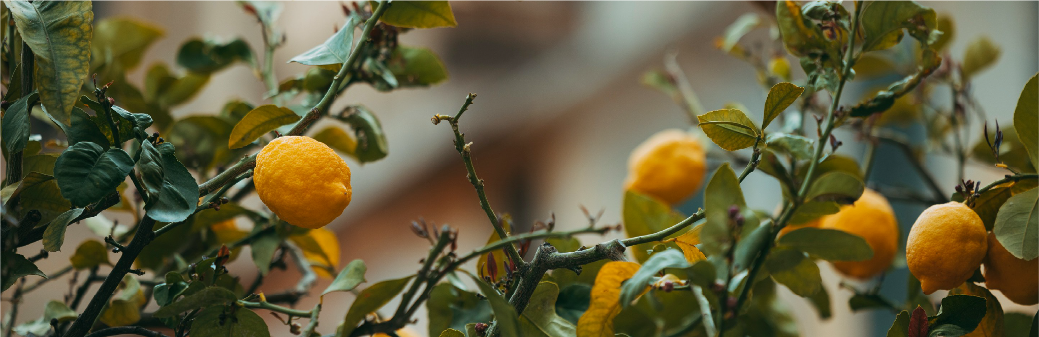 Perle di Sole_image_2