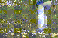 Amateur_Emily_And_The_Bluebonnets-小圈子