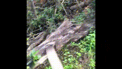 Amateur_Into_The_Woods_2-小圈子