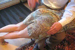 Amateur_Spanked_Soundly_OTK-小圈子