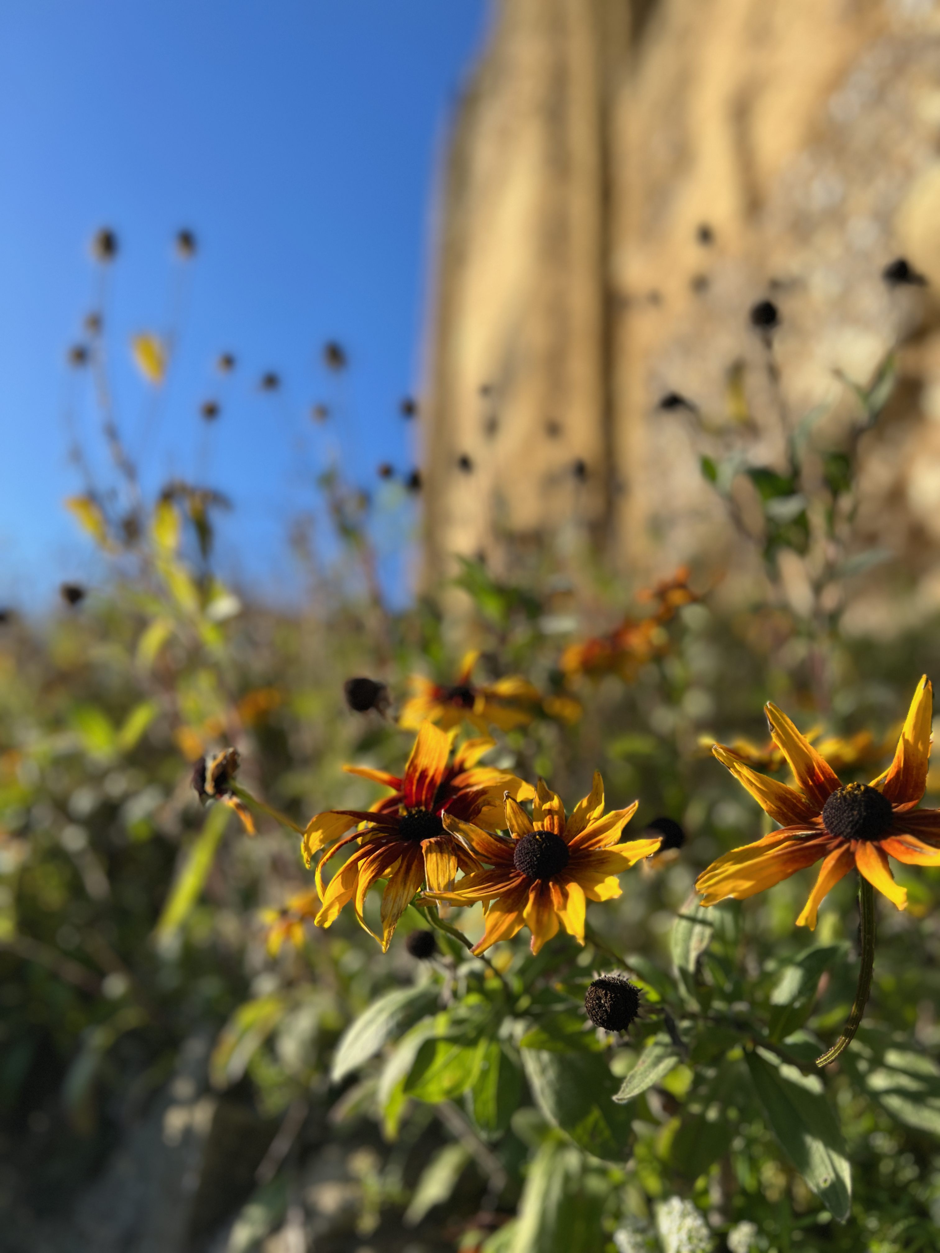 Flowers in the Sunshine[^1]