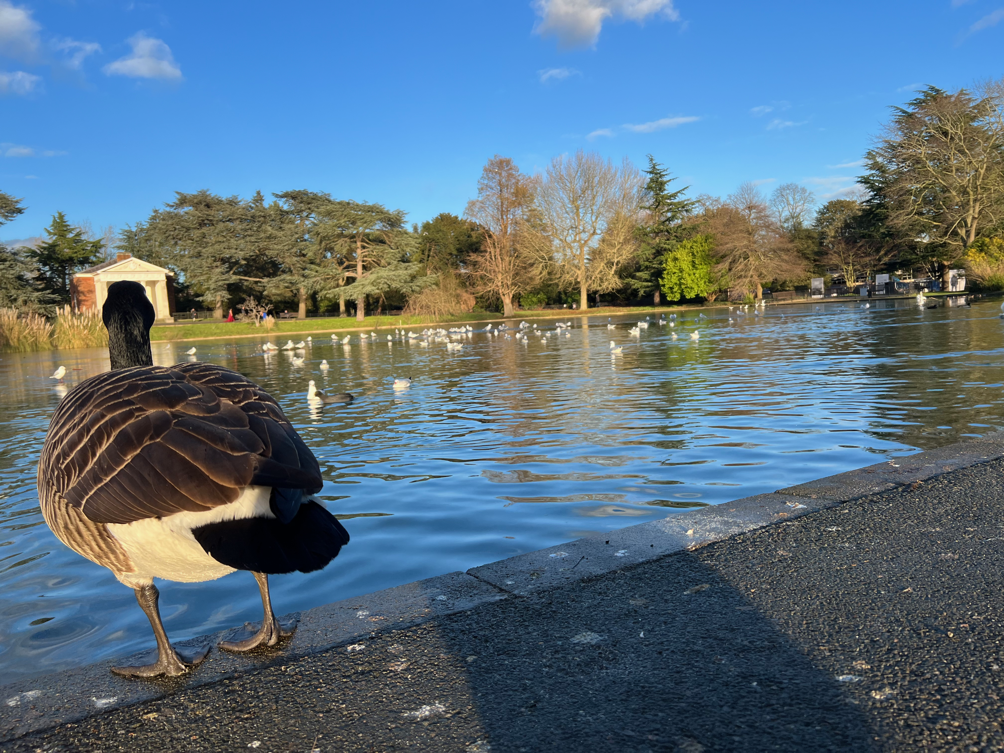 一只面对池塘的俊鸭[^1]