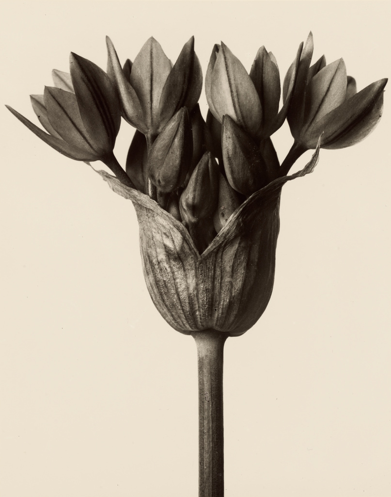 Allium oreophilum