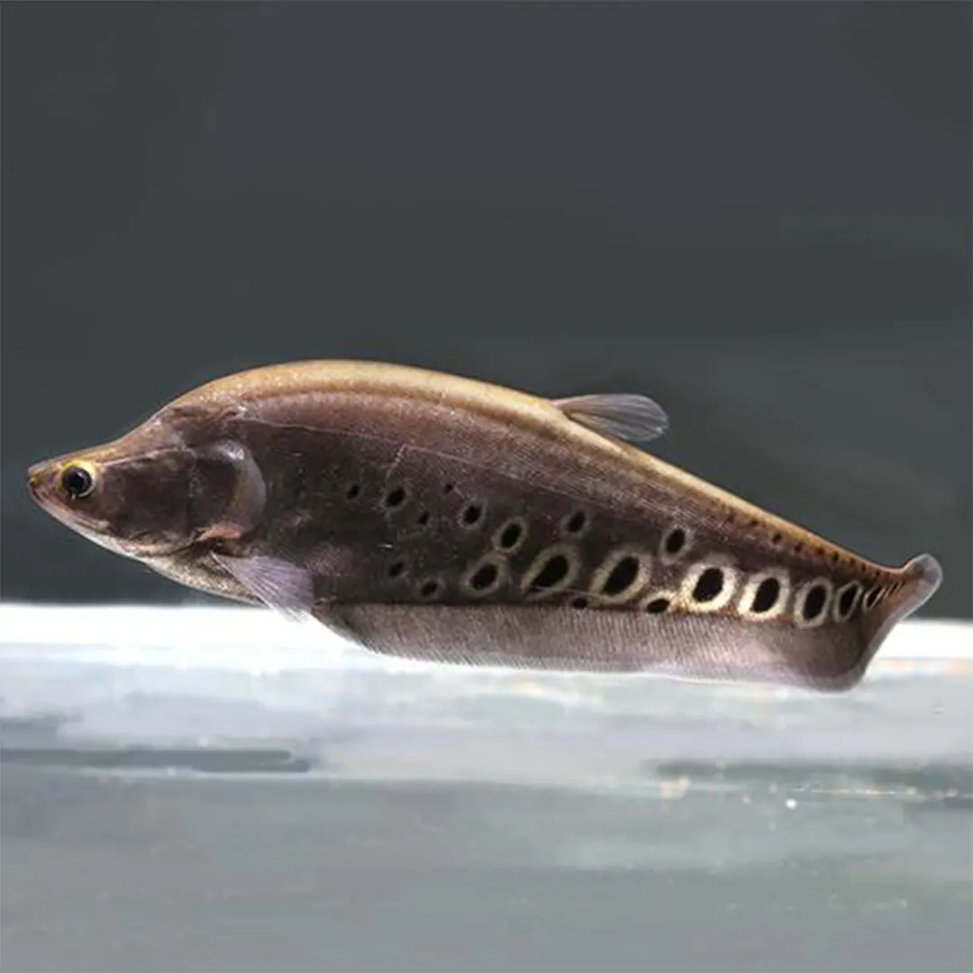 Exploring the Fascinating Clown Knife Fish An Expert Guide