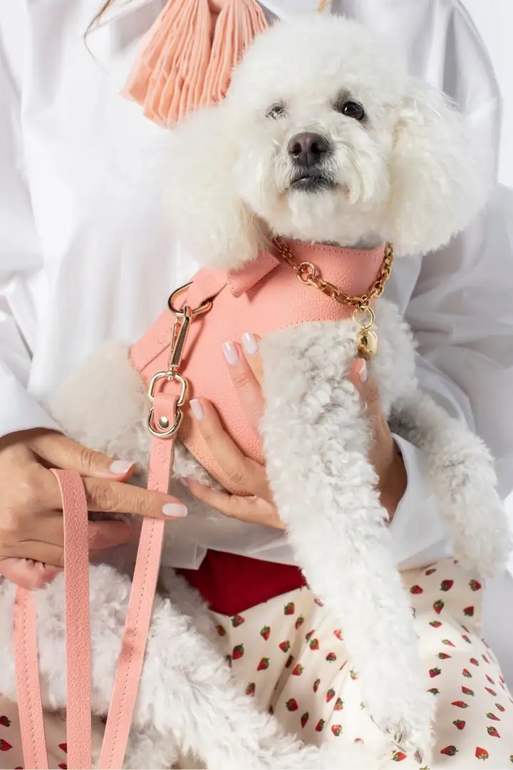 Pet