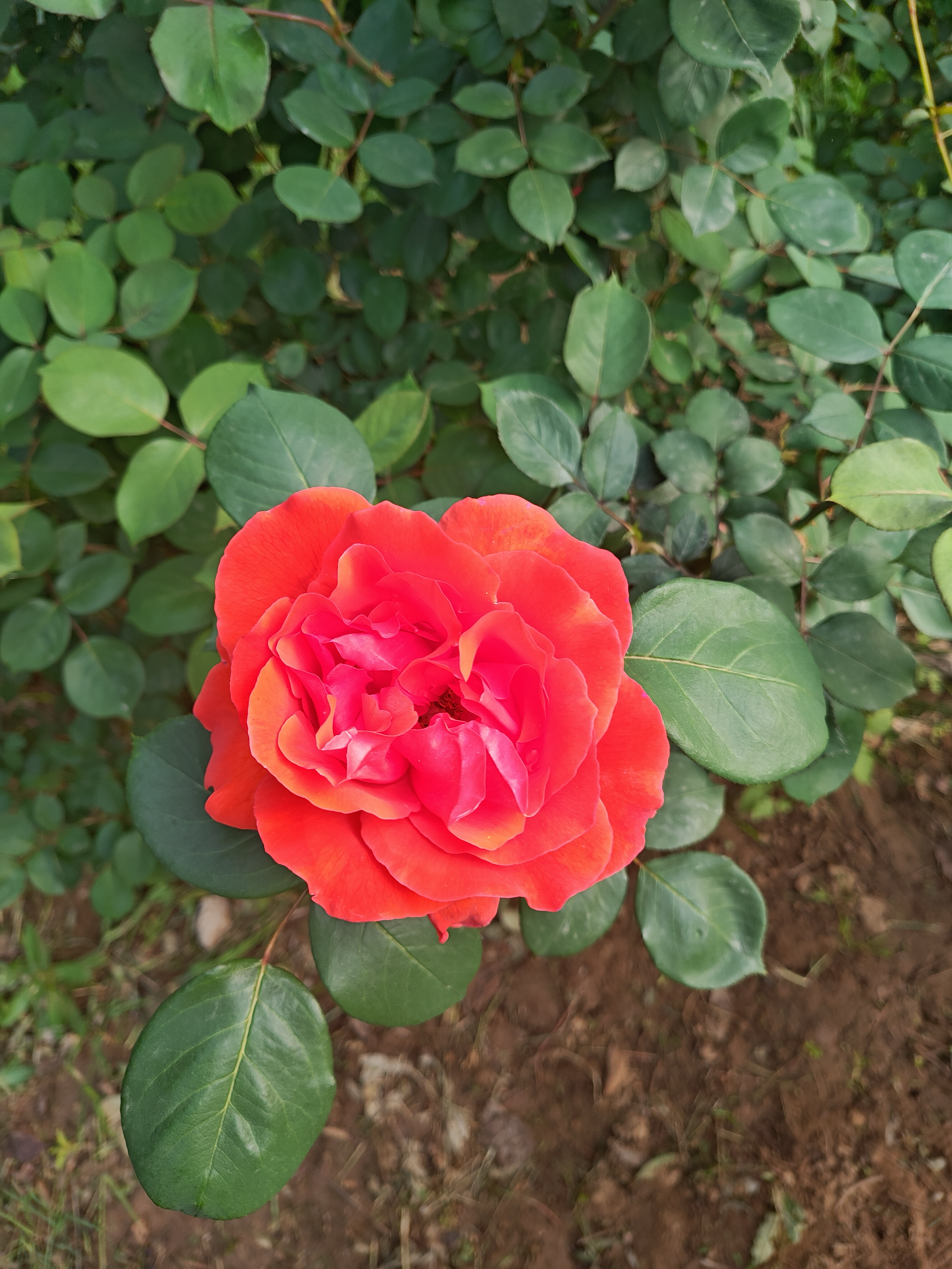 image-20240619090051006