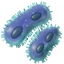Iron bacteria