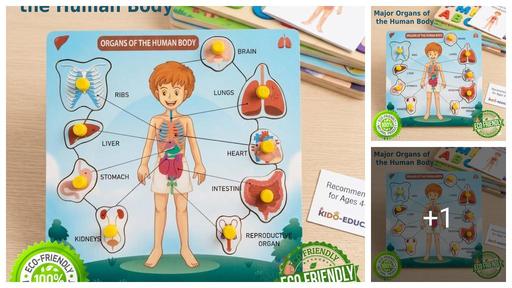 3D Human Body Organs Wooden Peg Puzzle – Early Learning Educational Toy for Boys & Girls