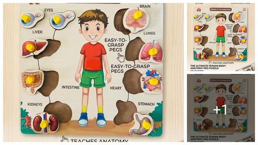 Montessori Science Anatomy Puzzle - Realistic Human Organ Shapes for Kids
