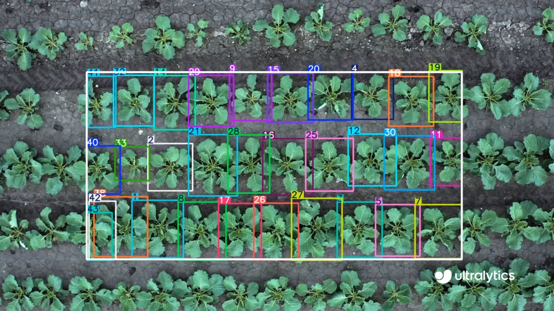 Theo dõi thực vật trên cánh đồng bằng Ultralytics YOLO26