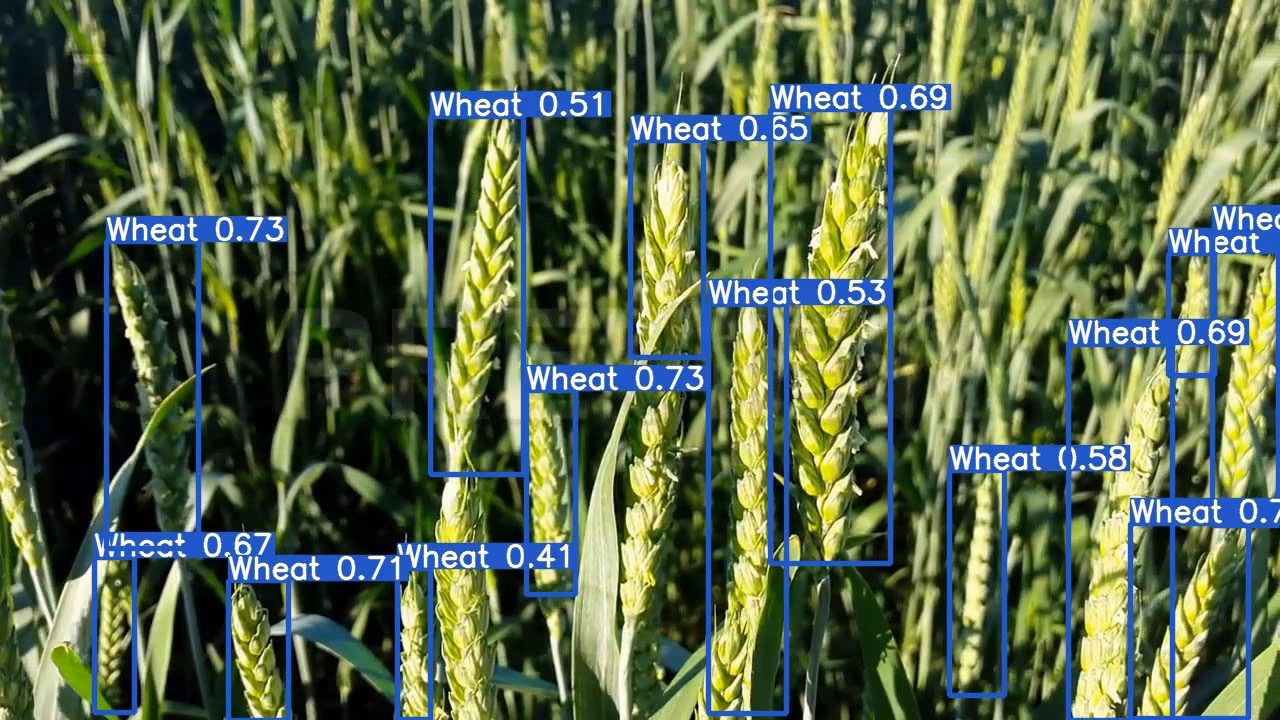 Échantillon de données mondiales sur le blé montrant la détection des épis de blé