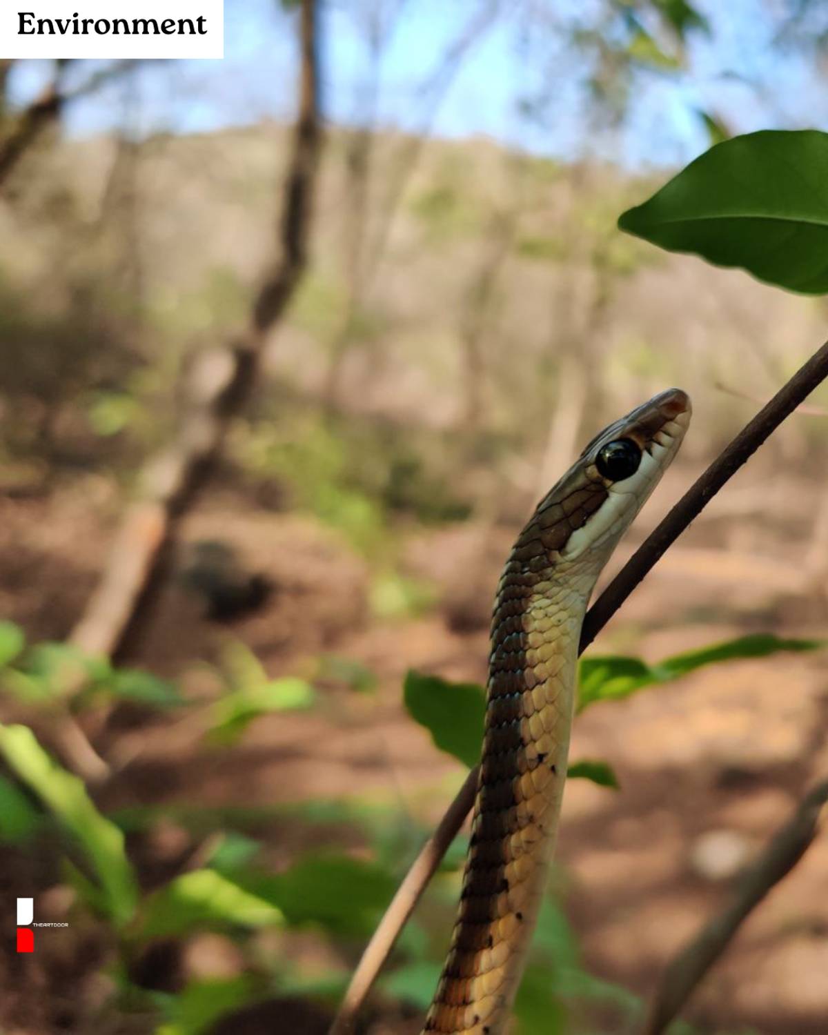 Silent Crawlers: The Mysterious Life of Snakes on Earth