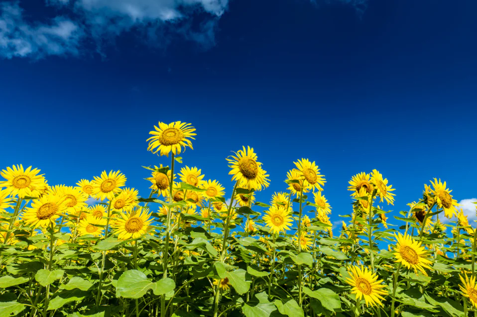 Tổng hợp những câu nói hay về cuộc sống bằng tiếng Anh