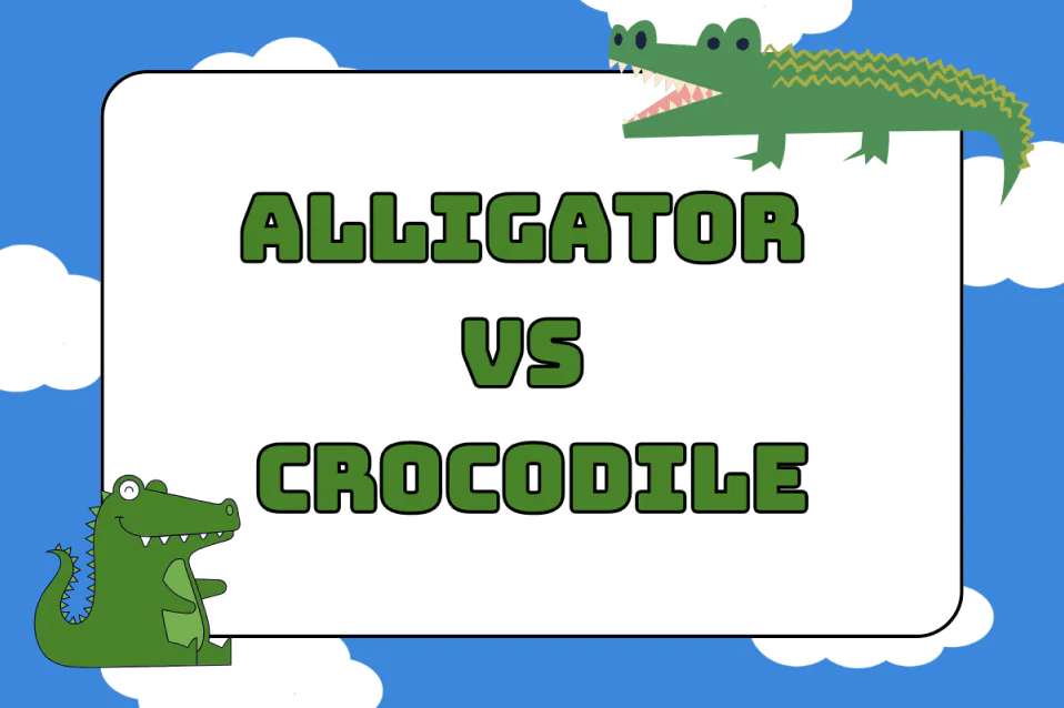 Alligator vs Crocodile: Cá sấu tiếng Anh là gì? Cách phân biệt nhanh
