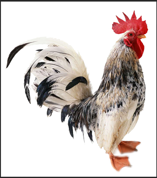 image-20210304142035401