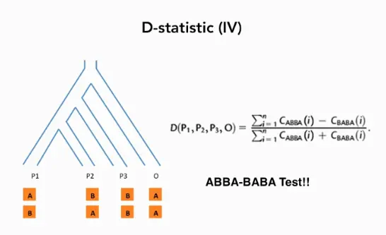 ABBA-BABA统计计算方法
