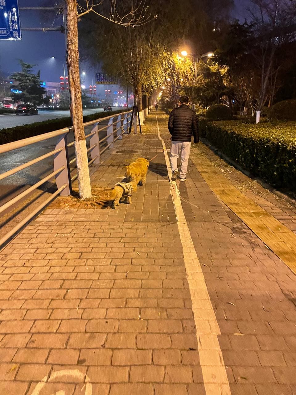 跟了很久很可爱的狗狗
