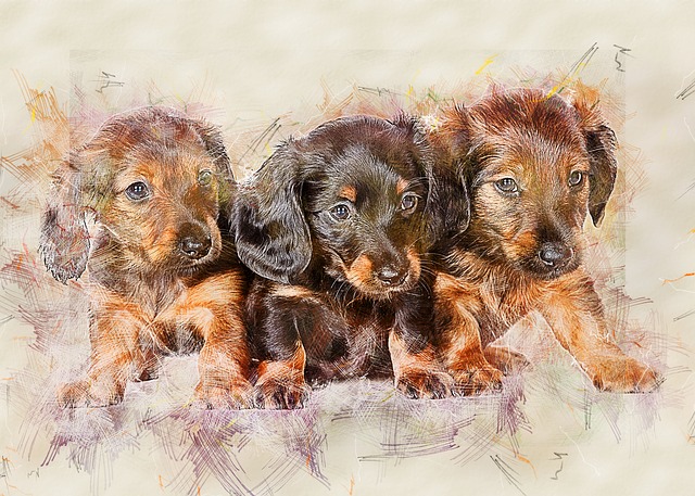 dachshund-3726491_640